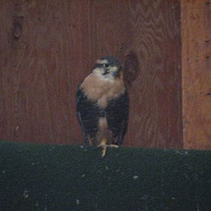 Visitor Center - Aplomado Falcon