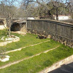 Yellow-Backed Duiker