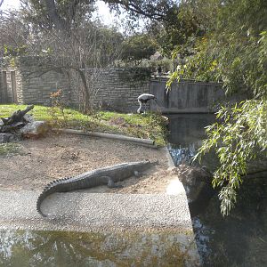 Gharial and Wattled Crane