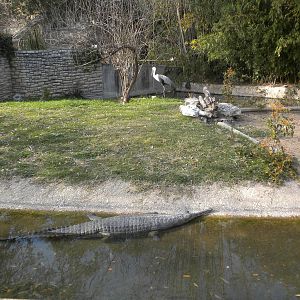 Gharial and Wattled Crane