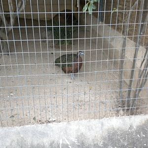 Congo Peafowl