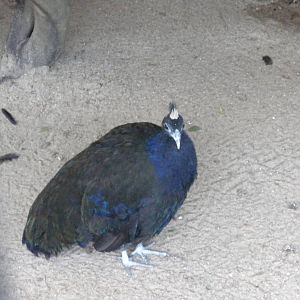 Congo Peafowl