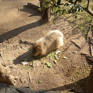 Capybara