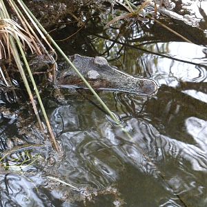 Dwarf Caiman