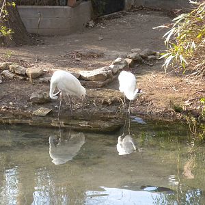 Whooping Crane