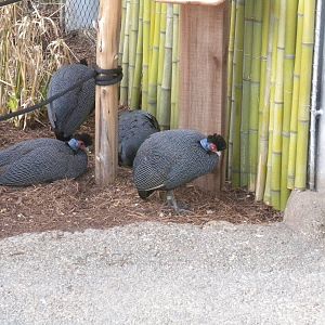 Crested Guinea Fowl