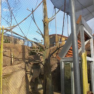 Colobus and Mangabey exhibit