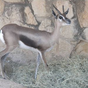 Speke's Gazelle