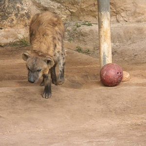 Spotted Hyena