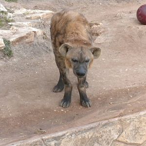 Spotted Hyena