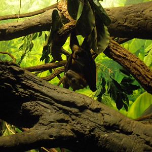 Straw Colored Fruit Bat