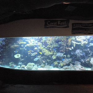 Natural Encounters - Coral Reef