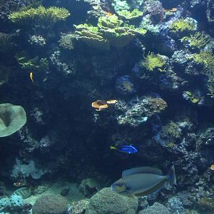 Natural Encounters - Coral Reef