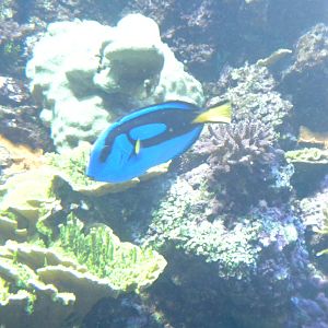 Natural Encounters - Coral Reef