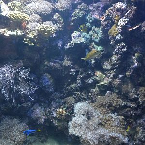 Natural Encounters - Coral Reef