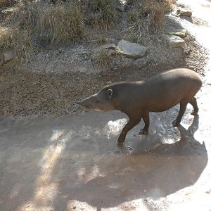 Lowland Tapir