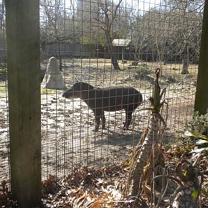 Lowland Tapir