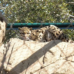 Clouded Leopard
