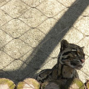 Clouded Leopard