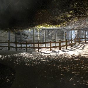 Mountain Lion exhibit