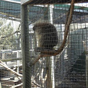 North American Porcupine