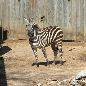 Grant's Zebra