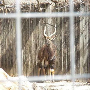 Nyala
