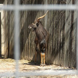 Nyala