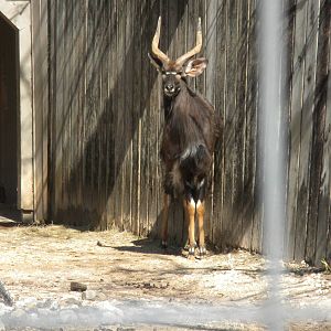 Nyala