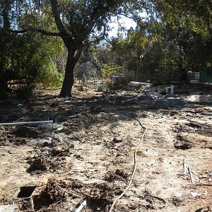 Shoebill Stork Exhibit