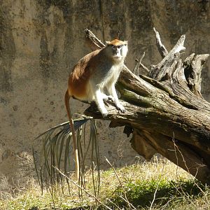 Patas monkey