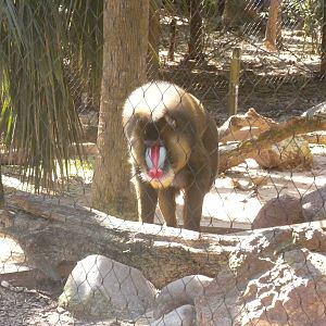 Mandrill