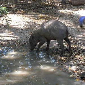 Babirusa