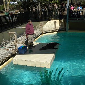Sea Lion Show