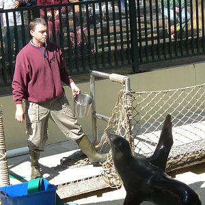 Sea Lion Show
