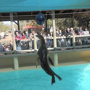 Sea Lion Show