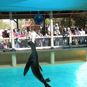 Sea Lion Show