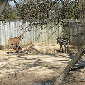 Giant Eland, Nyala, Dorcas Gazelle, and Grant's Zebra