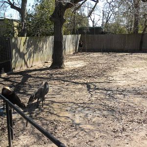 Yellow-Backed Duiker and Okapi