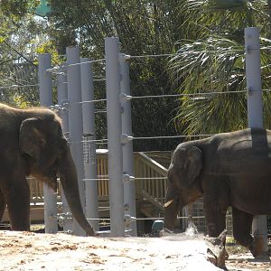 Asian Elephant