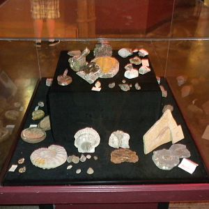 Shell Collection