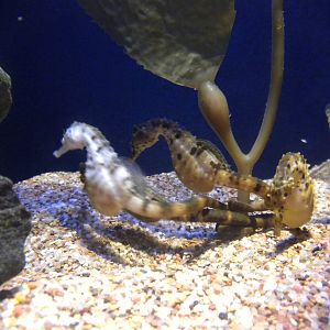 Sea Horses