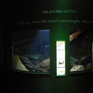 Alligator Snapping Turtle