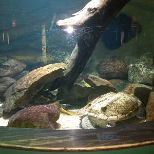 Alligator Snapping Turtle