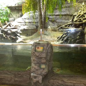 Beaver exhibit