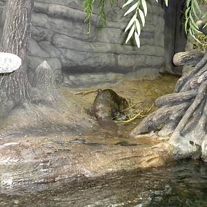 Beaver