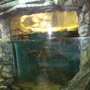 North American Otter exhibit