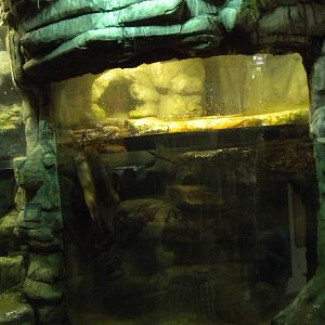 North American River Otter Exhibit