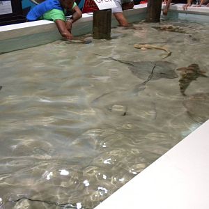 Shark and Ray touch tank