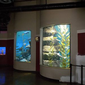 Kelp tank